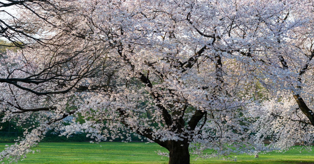 New Haven Cherry Blossom Festival