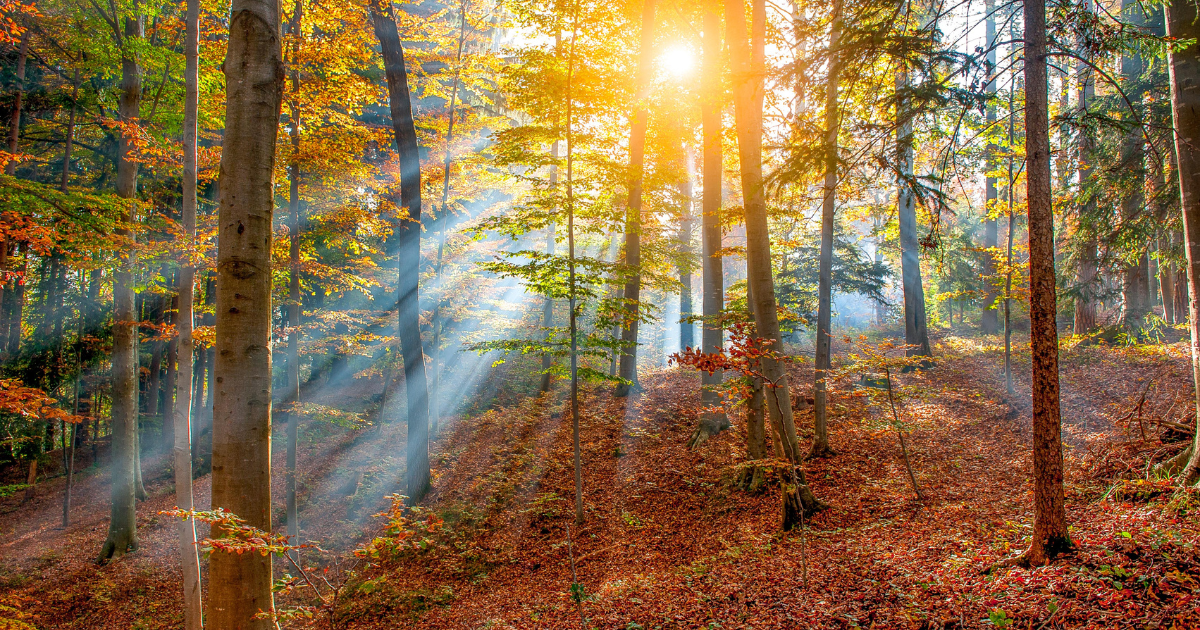 Lovley Preserve Trails