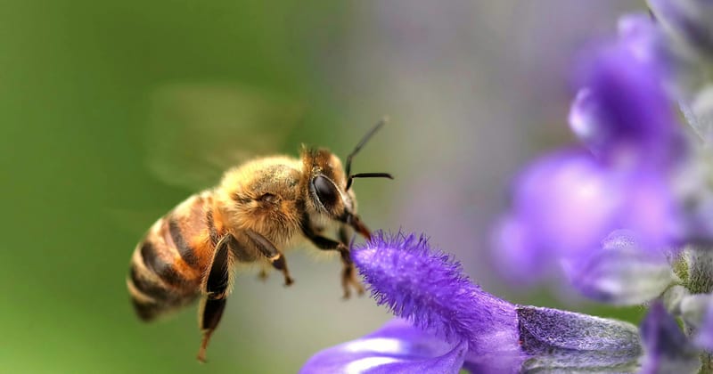Pollinator