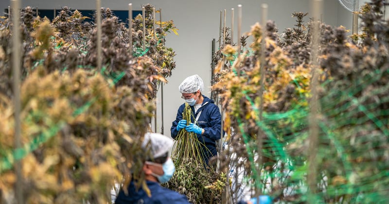 Cannabis Dispensary