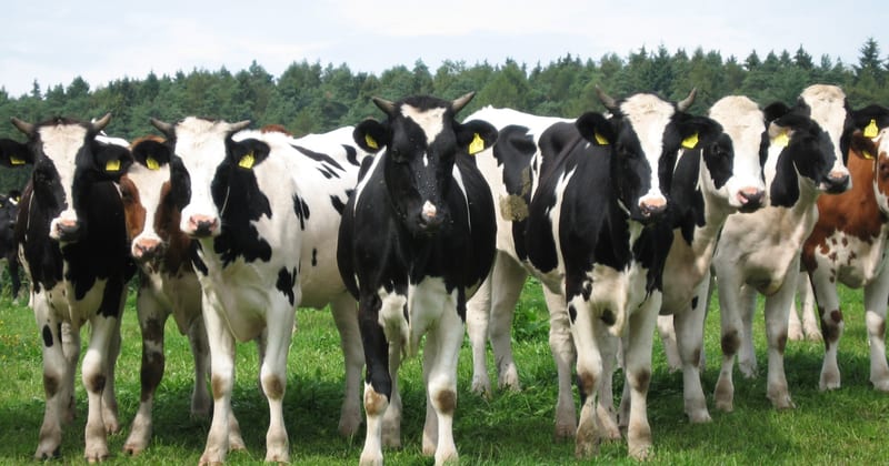 dairy cows