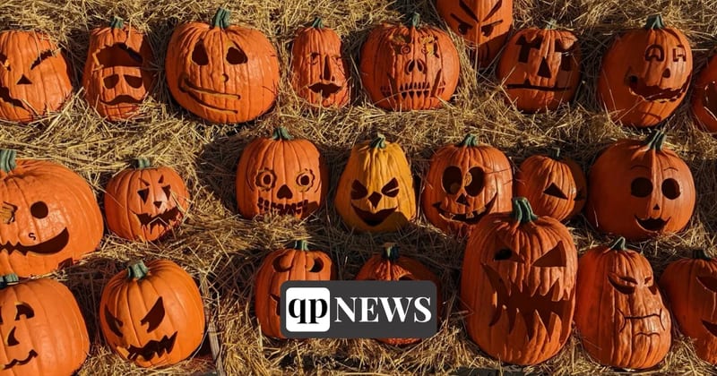 Rows of carved jack-o'-lanterns set out on hay