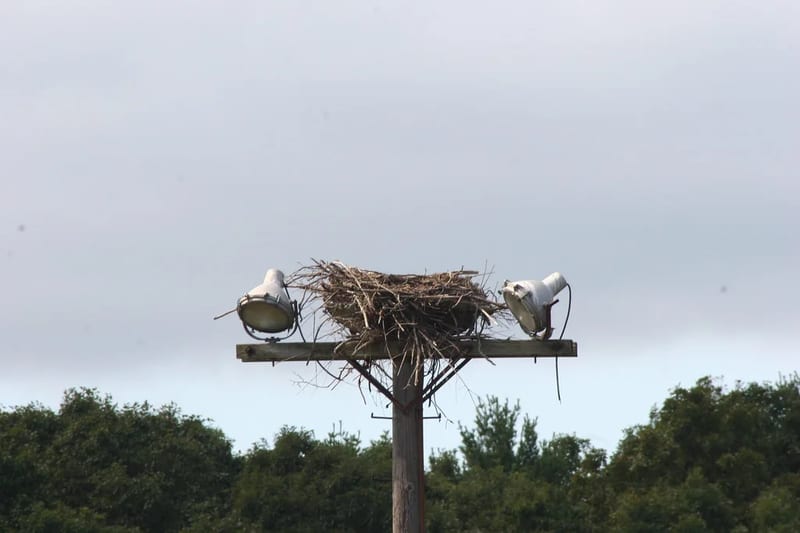 An empty osprey nest on a wooden pole between two floodlights